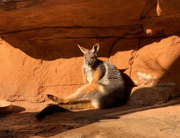 Yellow Footed Rock Wallaby7