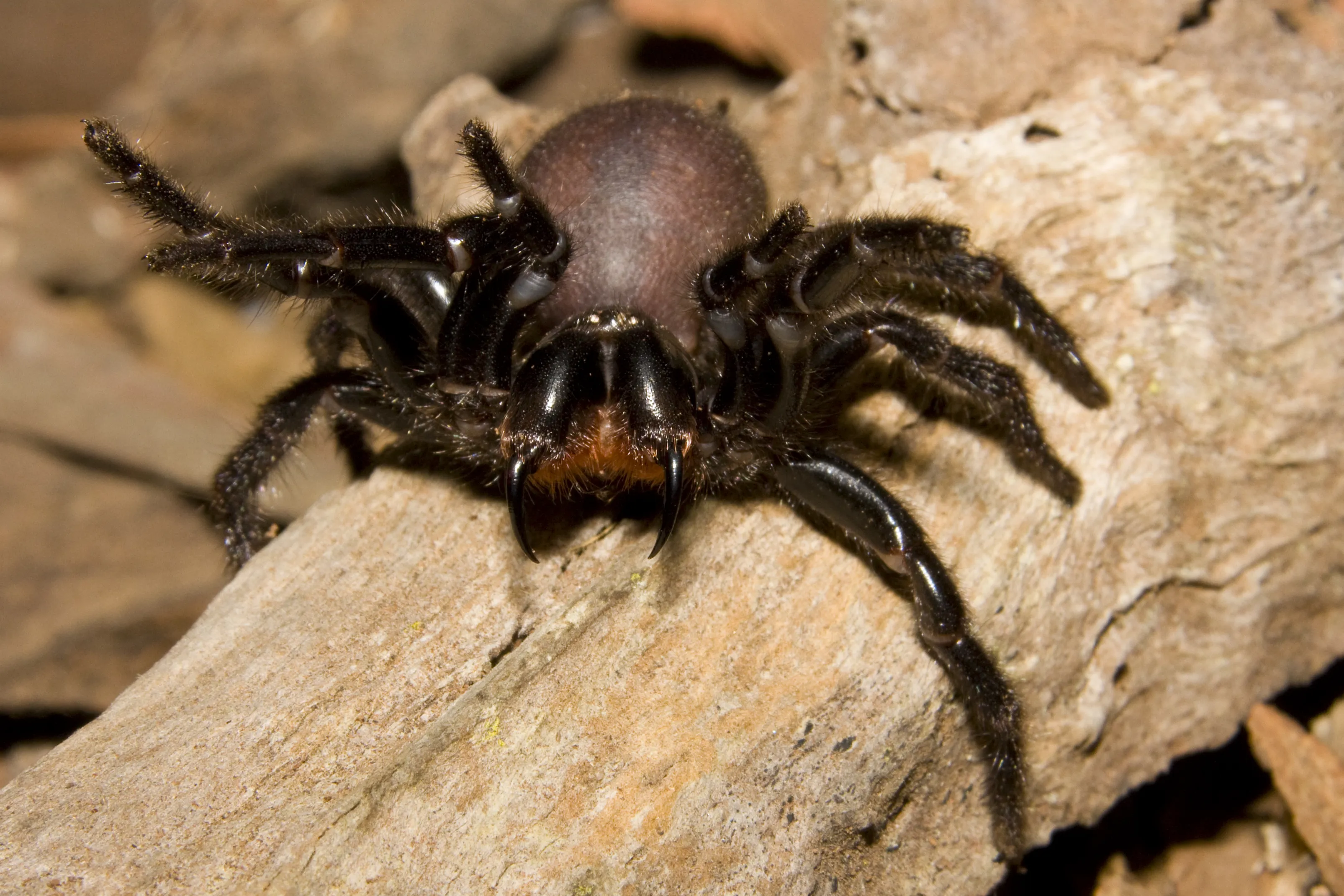 Funnel Web