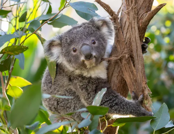koala in tree