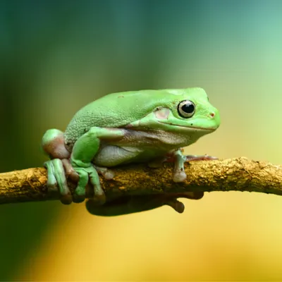 Green Tree Frog