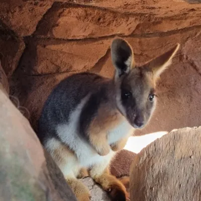 Yellow-Footed Rock Wallaby