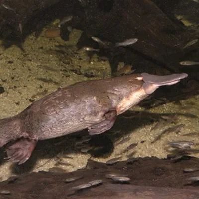 Platypus Opt 1