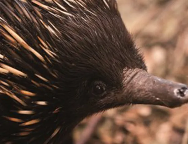 WLS Echidna1