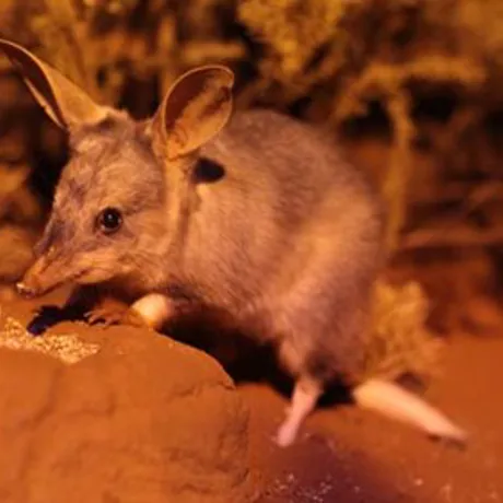 Greaterbilby