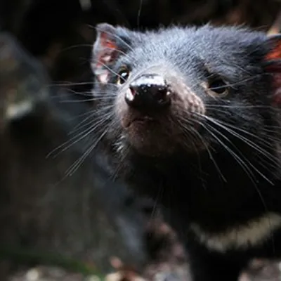 Tassie Devil