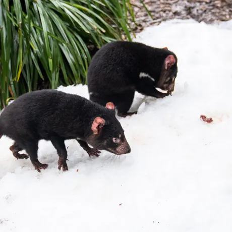 Tassie Devil Mirrin And Dharra In The Snow WILD LIFE Sydney Zoo