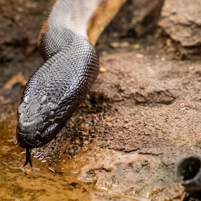 SNAKE RAW 12