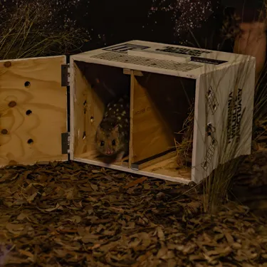 Eastern Quoll Exit Transport Crate WILD LIFE Sydney Zoo