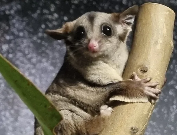 WL Sugar Glider Marmalade