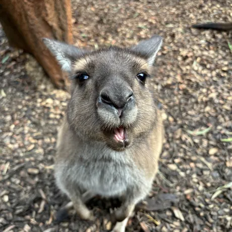 Kangaroo tongue out