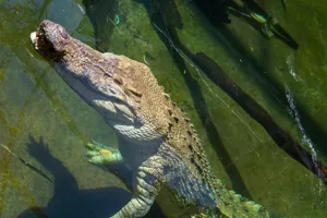 WL Croc