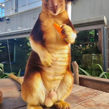 Kofi The Goodfellows Tree Kangaroo 3