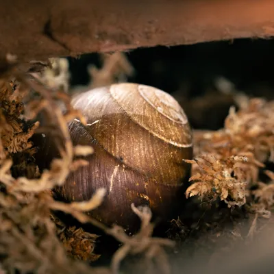 Snail 1 (3)