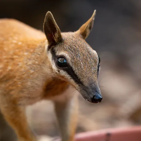 WLS Frankie The Numbat IMG 9866Benholgate