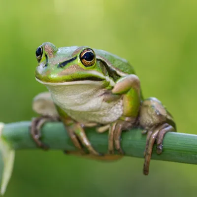 Green And Golden Tree Frog