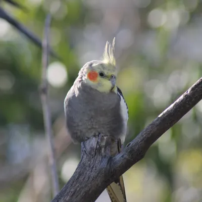 Cockatiel (1)