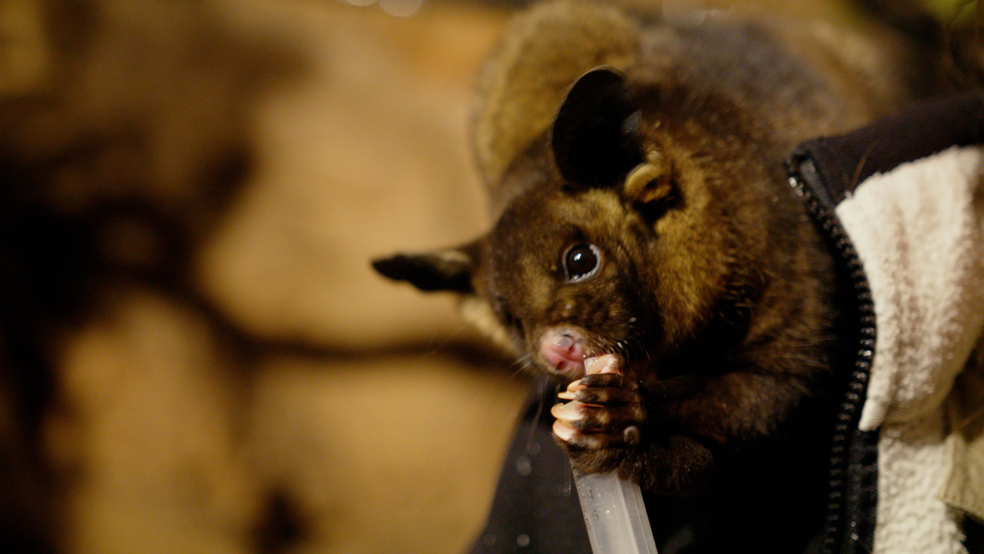 WLSZ Yellow Bellied Glider 1