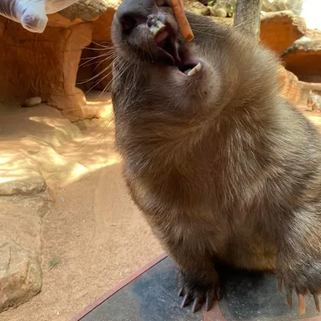 Wombat teeth check