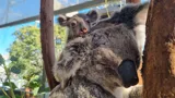 WL Joey On Mums Head