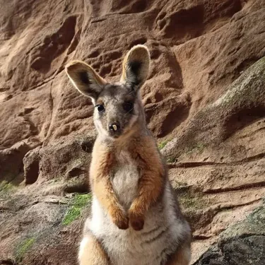 wallabies
