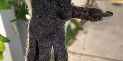 WLS Koala Paw