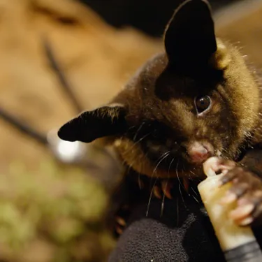 WLSZ Yellow Bellied Glider 3
