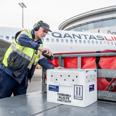 Eastern Quolls Arrive In Sydney Via Qanta Flight WILD LIFE Sydney Zoo