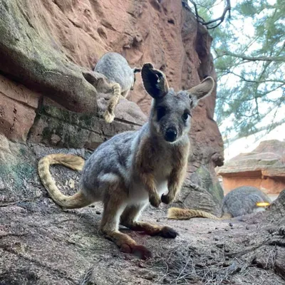 Yellow-Footed Rock Wallaby