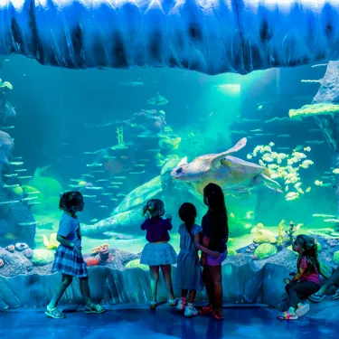 Sealife Sydney Cluster Image