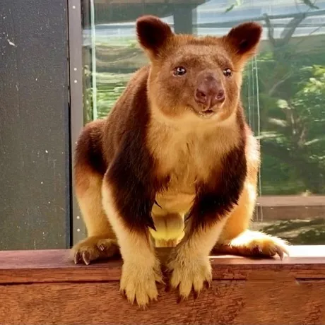 Tree Kangaroo - Animals that are extinct - WILD LIFE Sydney Zoo