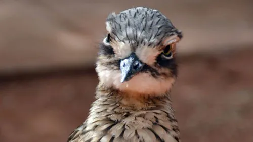 Bushstonecurlew2