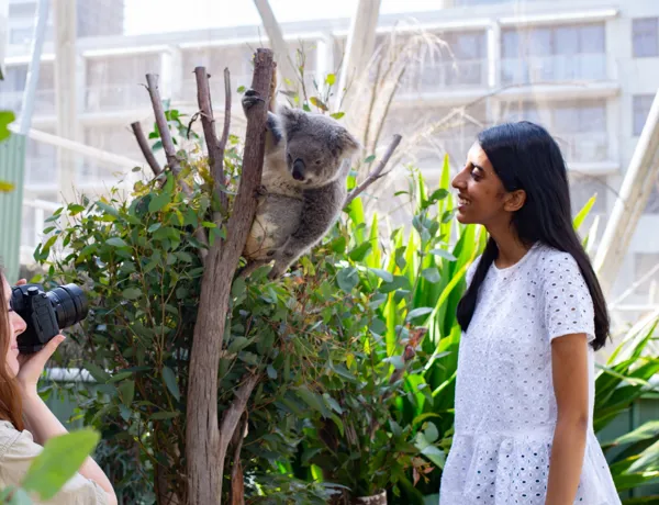 people posing with koala on branch