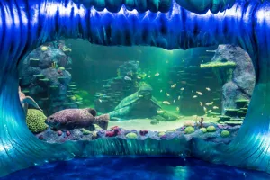 A Giant Wrasse Swims By Beneath The Frozen Wave