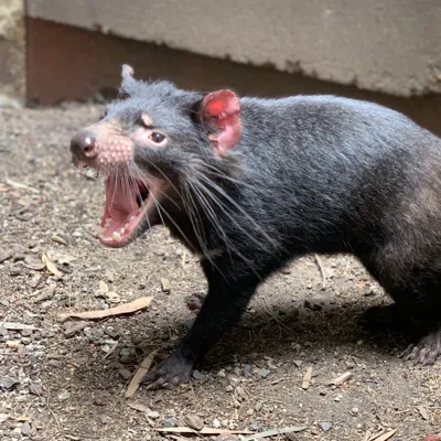 TD