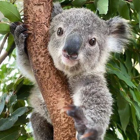 koala on branch