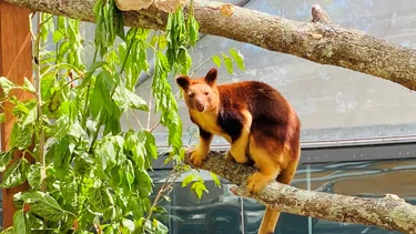 Welcome Kofi - First Tree Kangaroo at WILD LIFE Sydney Zoo