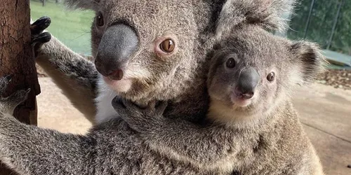 Ilani And Iluka