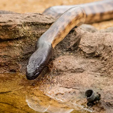 SNAKE RAW 9