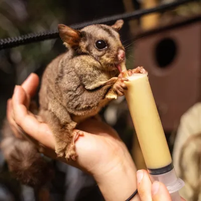 WLSZ Sigarglider 2