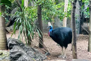 Cassowary3