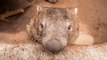 WLSZ Aussiebig5 77