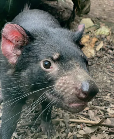 Dharra The Tasmanian Devil 1