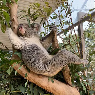 Sleeping Or Reaching For A Leaf