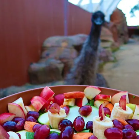 WLS Emu Looking At Fruit Bowl