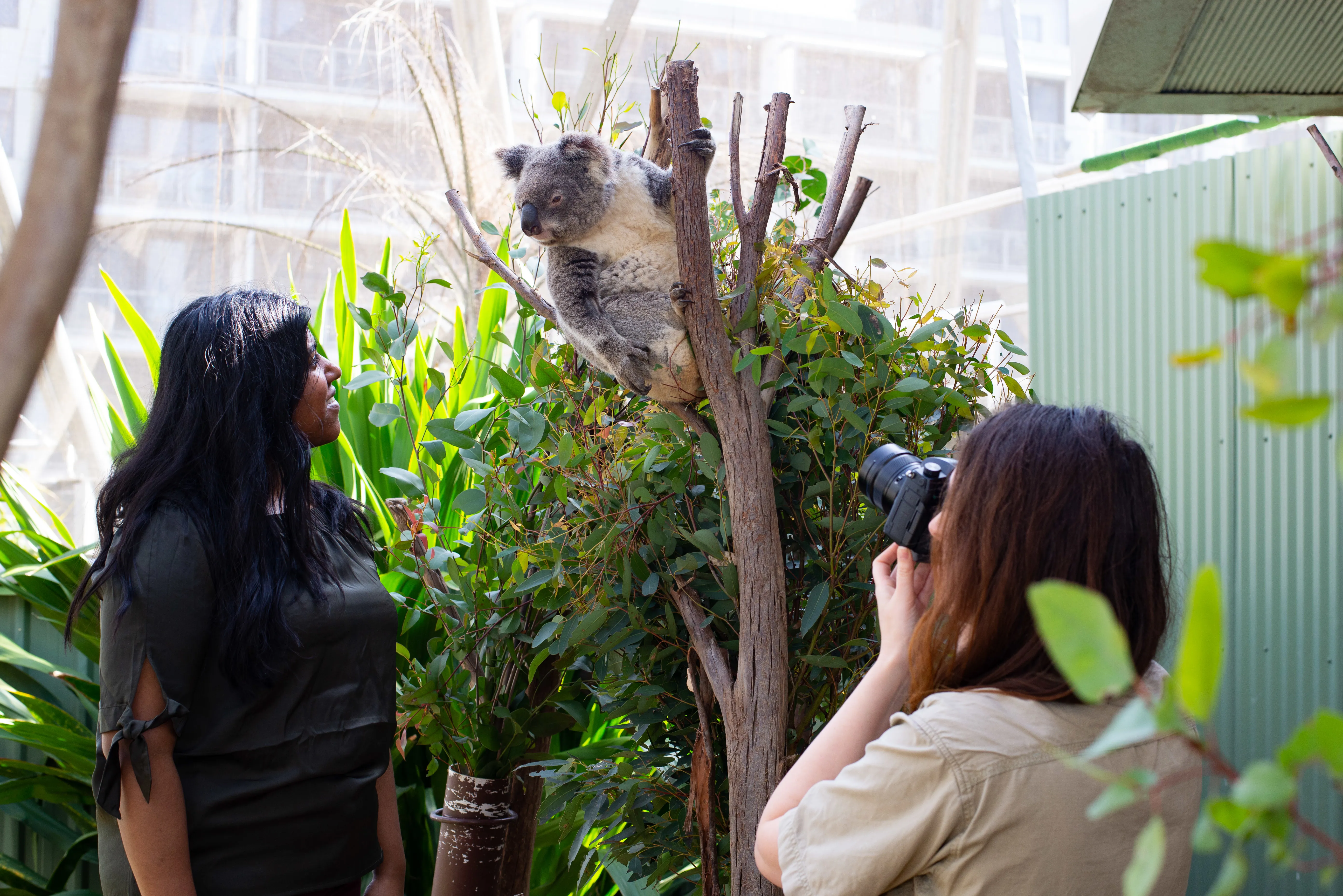 Koala Photo 2