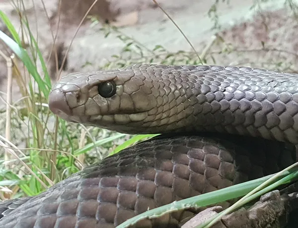 Kevin The Eastern Brown Snake