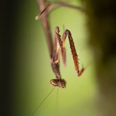 Monster Mantid 2