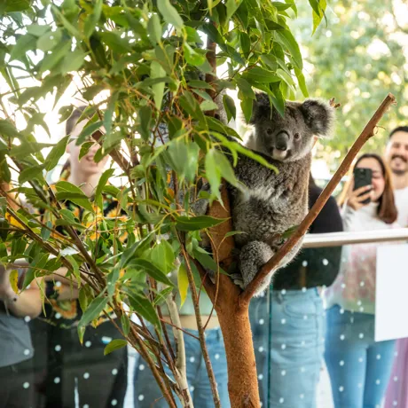 Koala Breakfast