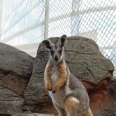 wallabies