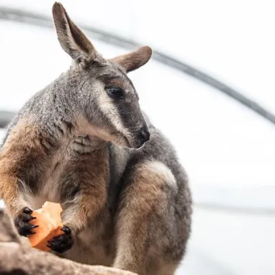 Yellow Footed Rock Wallaby